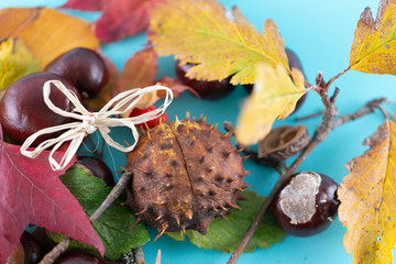 Autumn background. Leaves, chestnuts, dried leaves, rowan berries on pastel blue background. Autumn, fall concept. View from above.