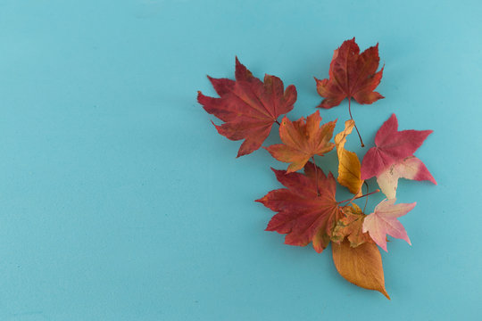 Autumn composition. Autumn leaves on blue background. Flat lay, top view, copy space.