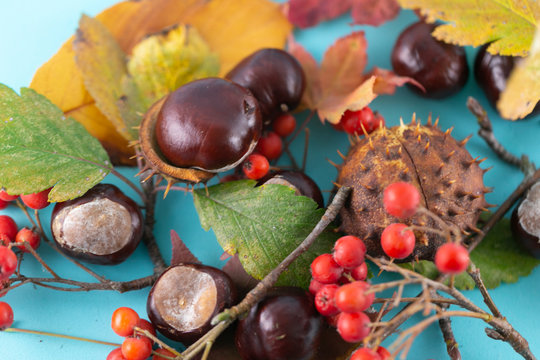 Autumn background. Leaves, chestnuts, dried leaves, rowan berries on pastel blue background. Autumn, fall concept. View from above.