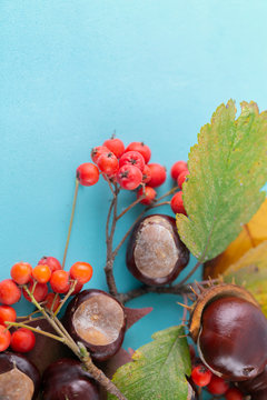 Autumn background. Leaves, chestnuts, dried leaves, rowan berries on pastel blue background. Autumn, fall concept. View from above.