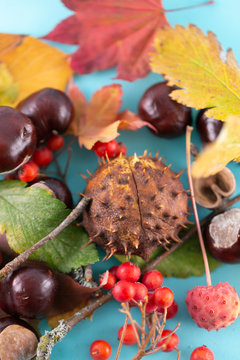 Autumn background. Leaves, chestnuts, dried leaves, rowan berries on pastel blue background. Autumn, fall concept. View from above.