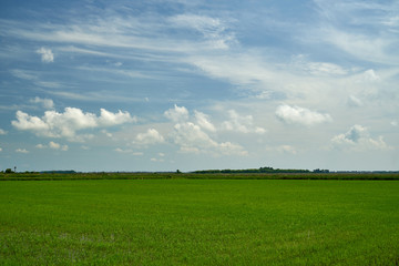 Rice field. Young rice shoots. Sprouted Rice. Sprouted Fig.