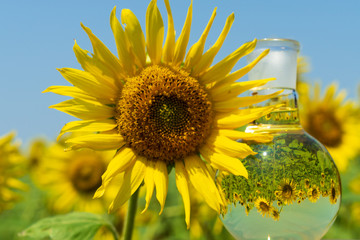 Glass flask with sunflower oil.