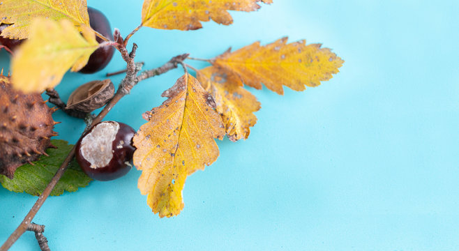 Autumn background. Leaves, chestnuts, dried leaves on pastel blue background. Autumn, fall concept. View from above. copy space.