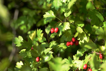 Bright red hawthorn berries on a bush in the autumn forest