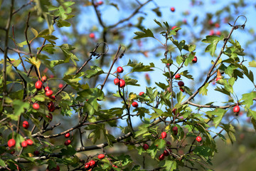 Bright red hawthorn berries on a bush in the autumn forest