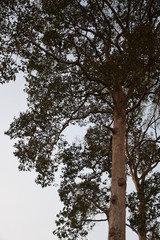 tree and sky