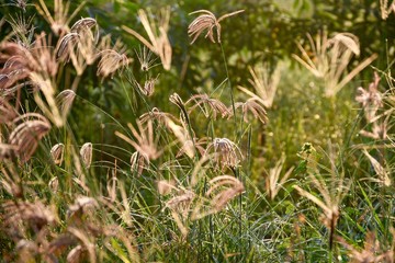 flowers in the garden