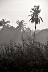 palm trees at sunset