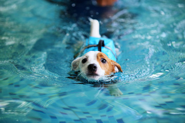 Jack Russell Terrier puppy wear life jacket and swim in swimming pool. Dog swimming.