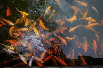 Colorful Japanese Koi Carp fish in a lovely pond of a garden in Kyoto Japan ~ A brilliant image of vibrant Chinese Fancy Carp fish swimming merrily in a pond carp jumping over dragon gate