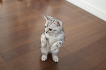 スコティッシュフォールド