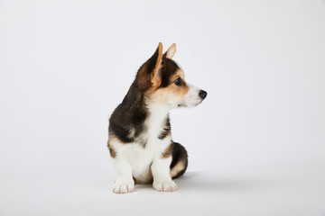 cute welsh corgi puppy looking away on white