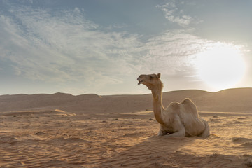 Sitting camel in Wahabi Sands Desert, Oman. Silhouette shooting style with mountain background