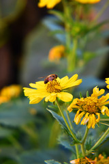 bee on yellow flower