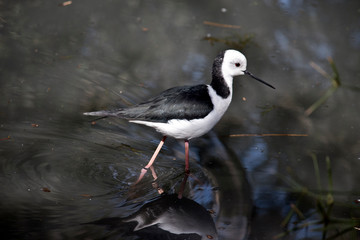 this is a side view of a black winged stilt