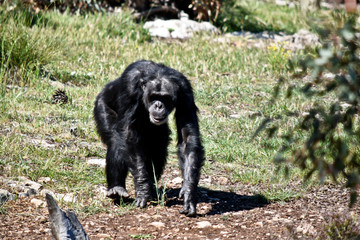 the chimpanzee use their hands to help walk