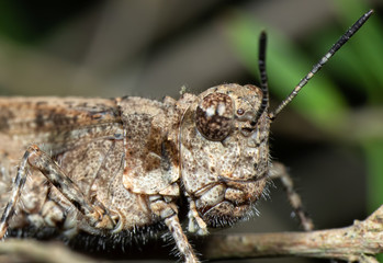 Macro Photo of Brown Grasshopper Camouflage on Twig