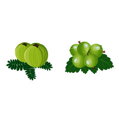 Gooseberry Fruits with Leaves - Vector Image