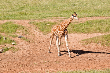 the young giraffe is walking on the grass