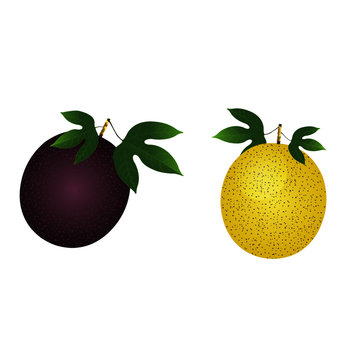 Purple and Yellow Passion Fruits - Cartoon Vector Image