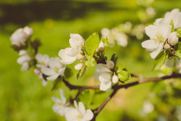 Spring apple flowers
