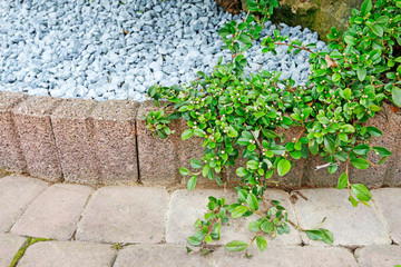 Cotoneaster horizontalis green twigs in the garden