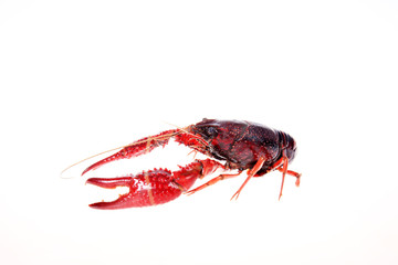 Crayfish