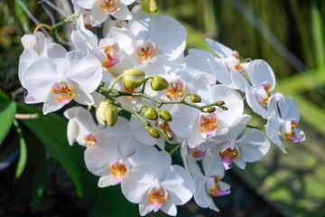 Fototapeta premium white flowers of apple tree