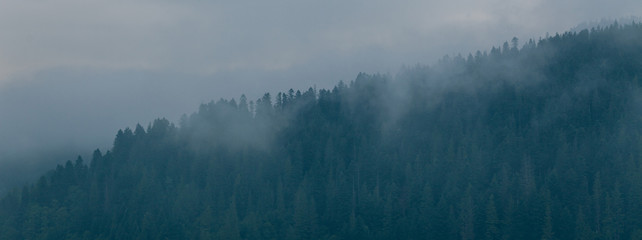 Coniferous forest in morning fog (mist), breathing mountains. Freshness and mystery.