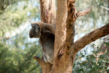 the koala is in a tree