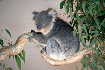 the koala is in a tree