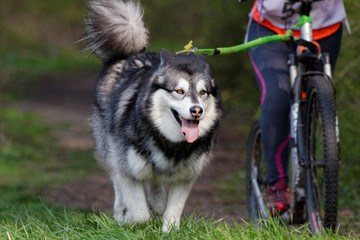 Chien de traîneau en course