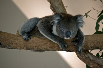 the koala is laying on a branch