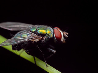 Macro Photo of Blowfly on Stalk of Leaf Isolated on Black Background