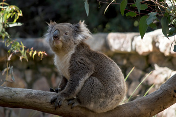 the koala is sitting on a tree branch