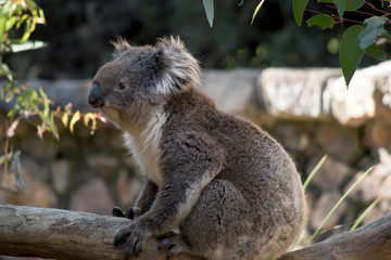 the koala is sitting on a tree branch