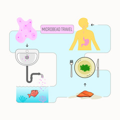 Microbead travel infographic. Microbead in cosmetic product can enter the food chain and harm human health. Vector illustration outline flat design style.
