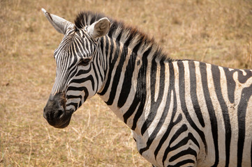 Fototapeta na wymiar Portrait of a zebra close up