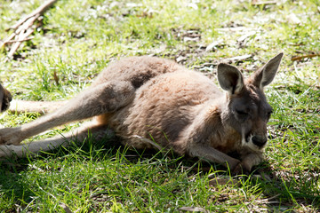 the joey red kangaroo is resting