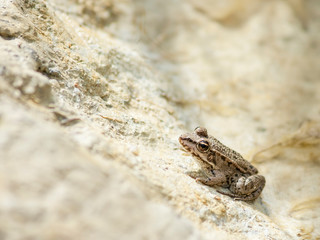Frog in the mud on a lake