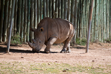 this is a side view of a rhinoceros