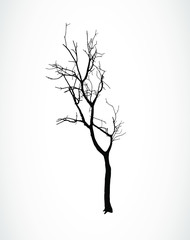 vector black silhouette of dry tree without leafs. Single dead tree on a white background