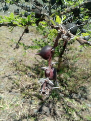 Thorn