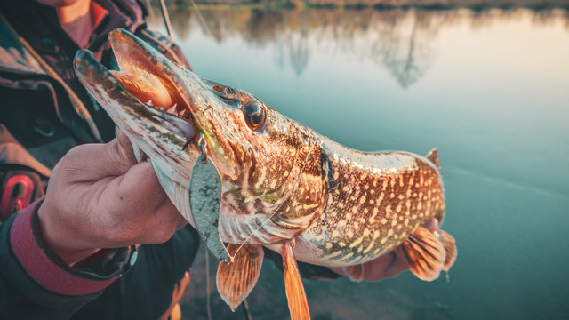 Pike in the hands of a fisherman close-up.