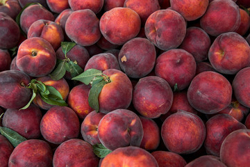 Lots of fresh peaches fruits plucked from branch of orange tree.