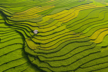 Aerial top view of paddy rice terraces, green agricultural fields in countryside or rural area of...