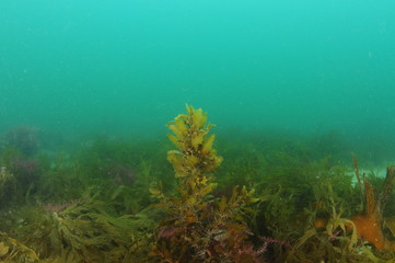 Fototapeta na wymiar Young specimen of brown seaweed with gas floats standing up from weed mess on flat bottom.