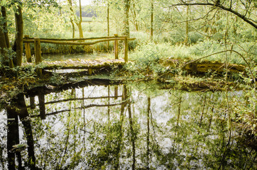 un pont de bois dans la forêt au dessus d'une rivière. un Pont de bois dans une mangrove.