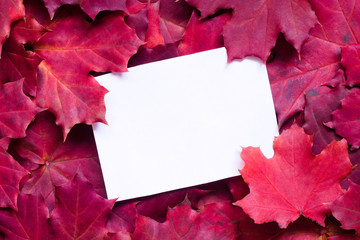 Bright autumn background with red maple leaves. Natural backdrop with sheet of white paper